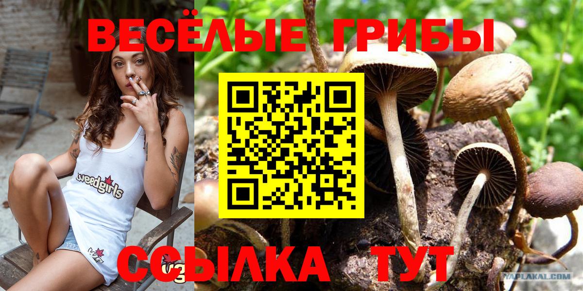 что такое   Галлюциногенные грибы прущие грибы  Вход с VPN  Галлюциногенные грибы мицелий  Курчалой 